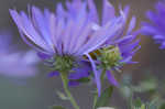 New England aster